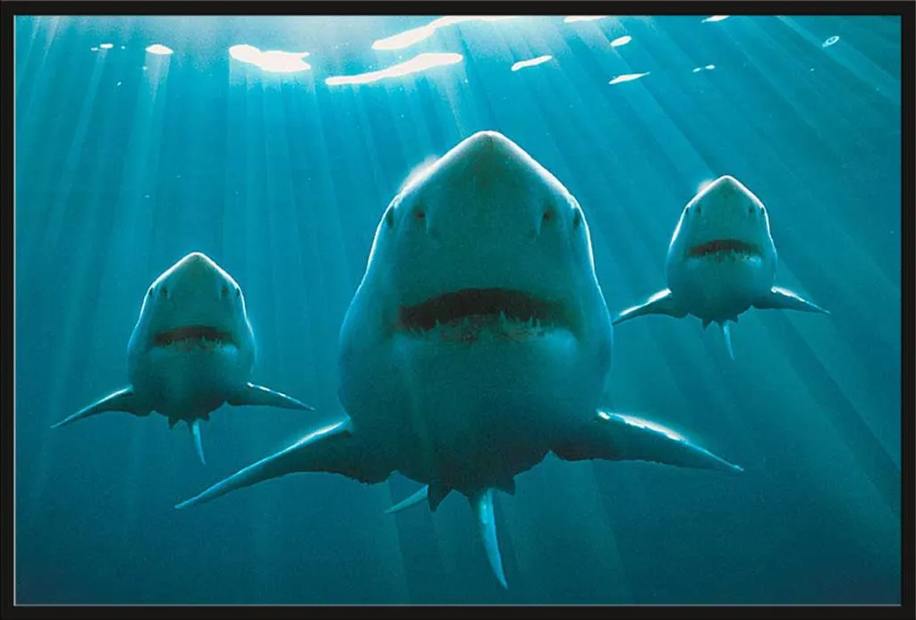 Cadre interchangeable avec affiche Sharks Hai Squadron vitre acrylique
