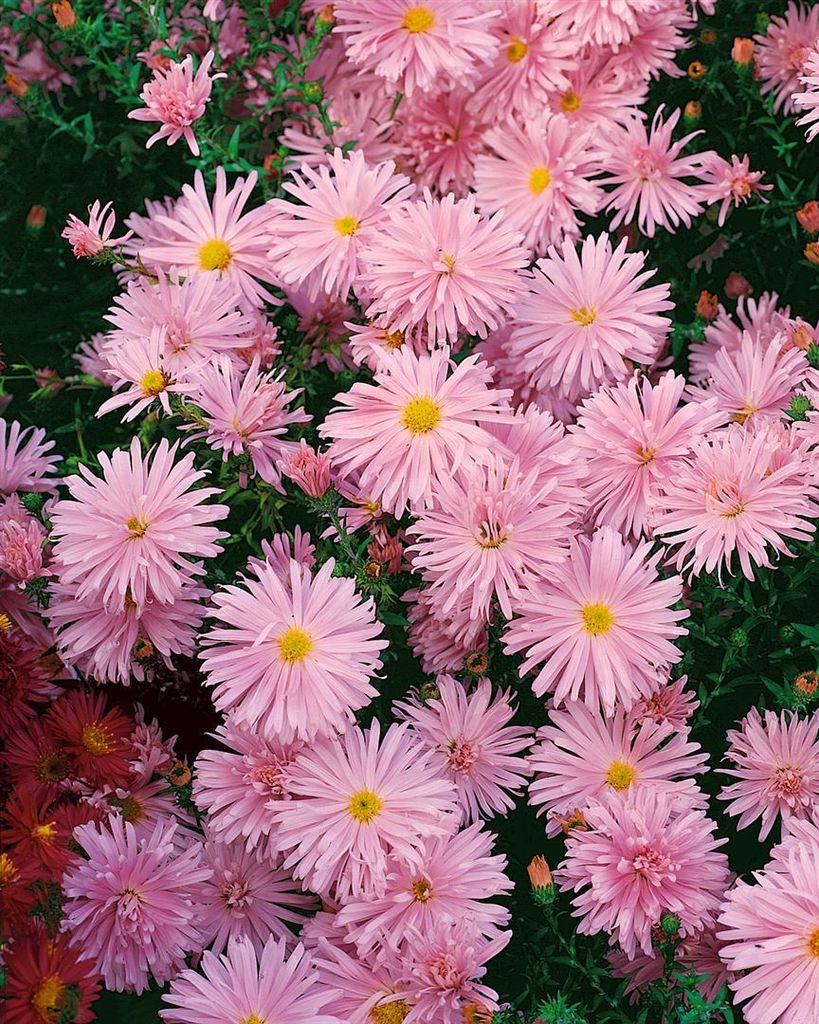 Aster novi-belgii 'Rosaperle', Herbstaster, rosa, ca. 9x9 Produktbild 