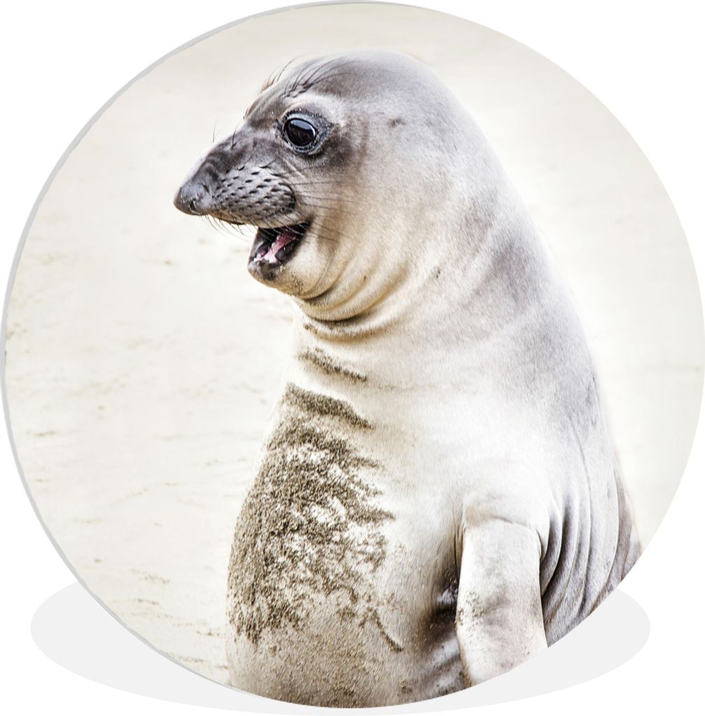 MuchoWow Rundes Wandbild - Runde Bilder Elefantenrobbe - Lustig - Lachen - Kinder - Jungen - Mädchen - Kinder Ø 30 cm Kreis Wanddekoration Kuns...