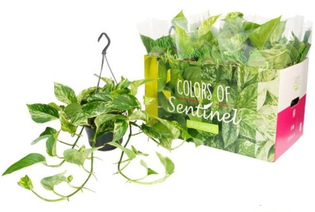 Epipremnum Marble Queen - Efeutute Ampel 40-44cm lange Ranken Rankpflanze Pflegeleicht Hängepflanze Zimmerpflanze