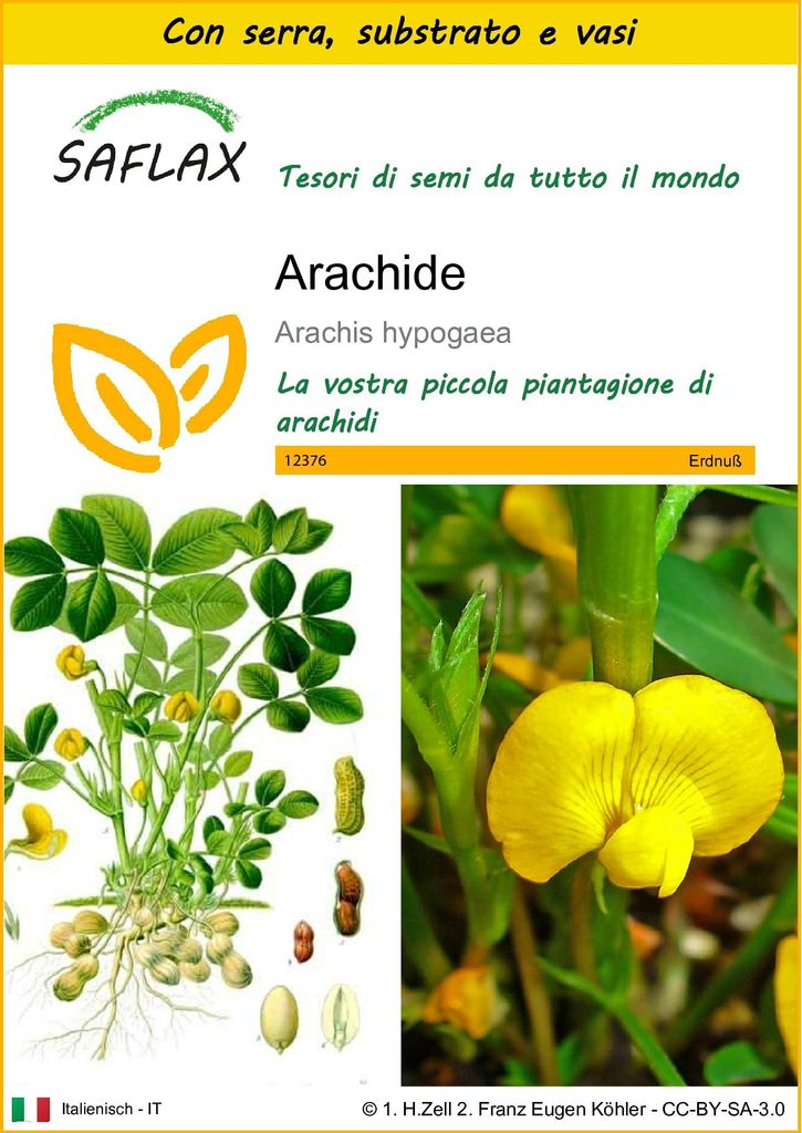 SAFLAX Insieme di coltivazione - Arachide - 8 semi - Immagine del prodotto 