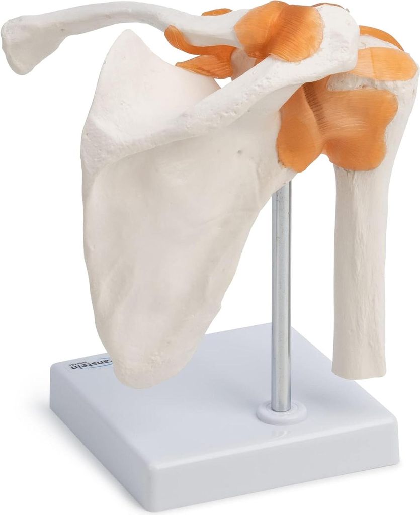 Anatomie Modell Schultergelenk mit Muskulatur, menschliche Schulter, lebensgroß