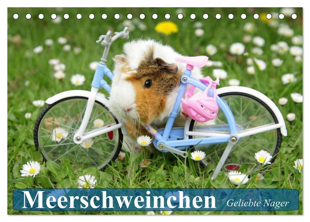 Meerschweinchen. Geliebte Nager (Tischkalender 2027 DIN A5 quer), CALVENDO Monatskalender