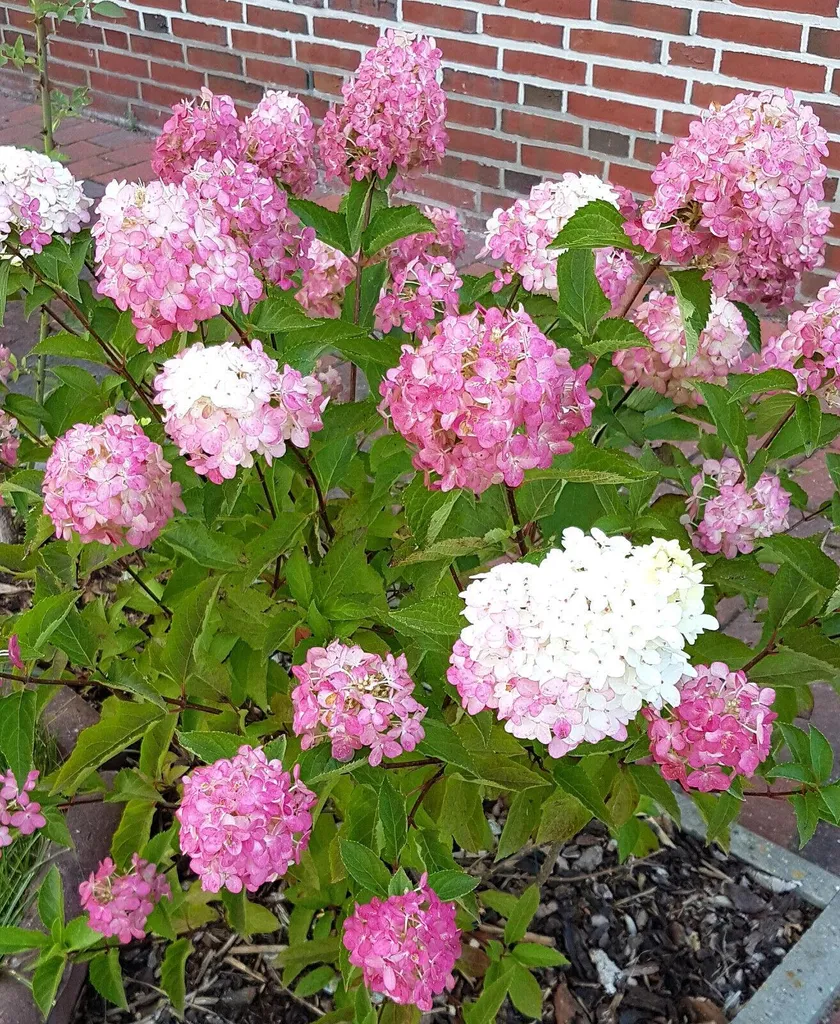 Hortensia Vanilla Strawberry 60-80 cm résistant au soleil et gel