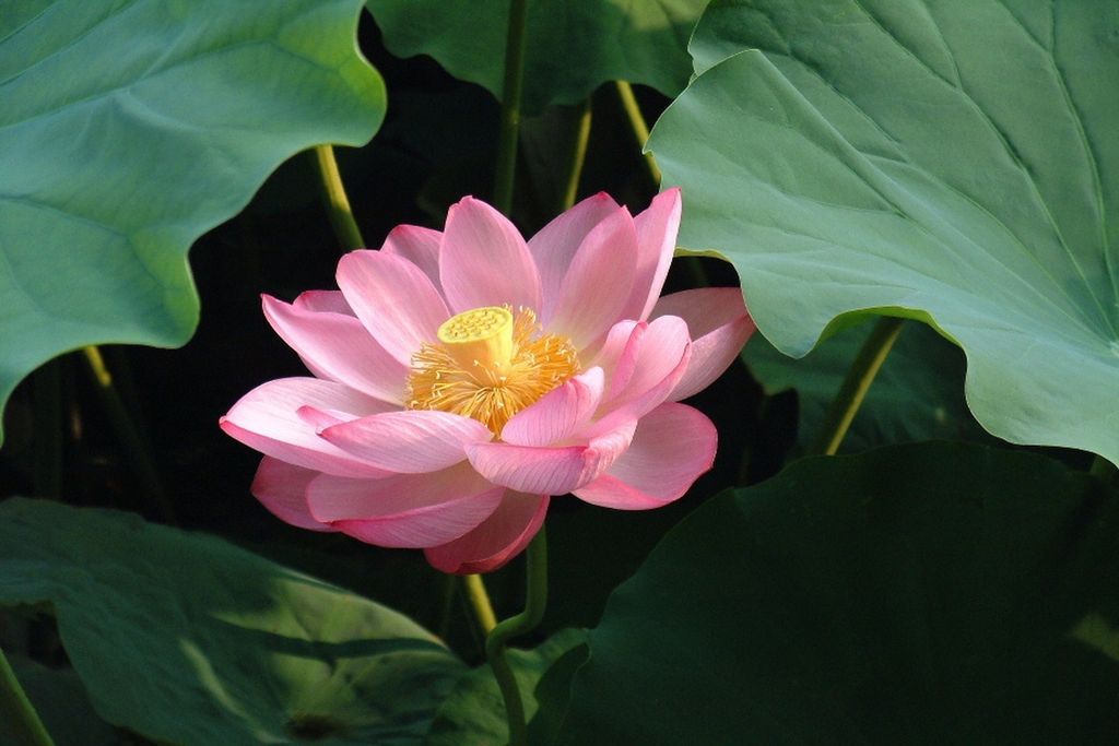 SAFLAX Anzucht Set - Indische Lotusblume - Nelumbo nucifera Produktbild 6