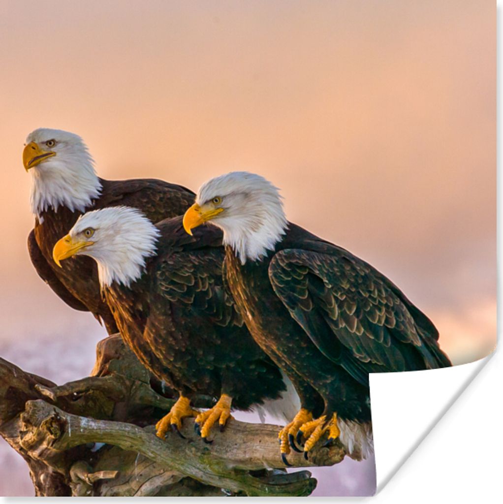 MuchoWow Poster Vögel - Natur - Raubvögel - Adler 100x100 cm - Babyzimmer