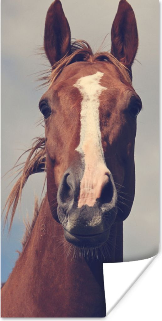 MuchoWow Poster Pferd - Wolken - Porträt 20x40 cm - Plakat - Foto