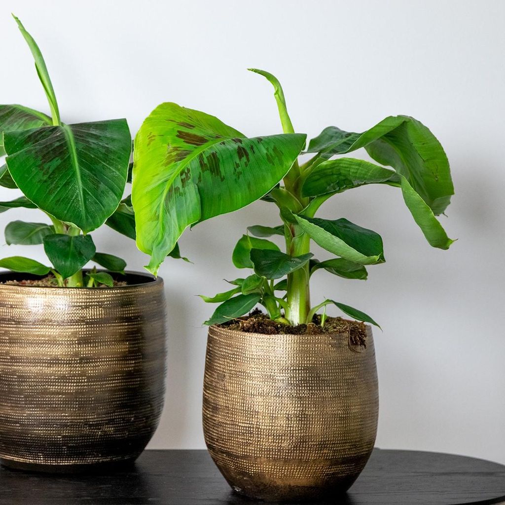 Bloomique Musa Oriental Dwarf Bananenpflanze 60-70cm