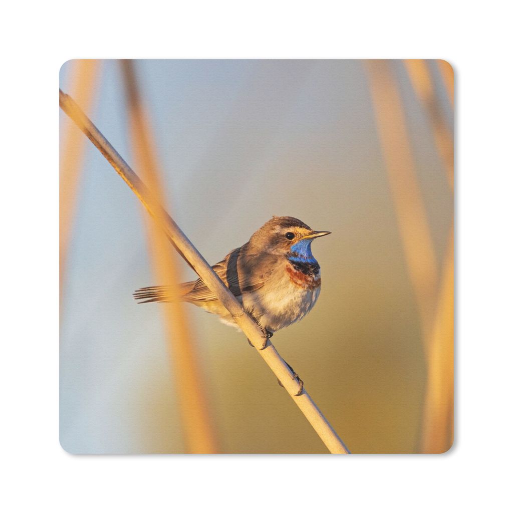 MuchoWow Mauspad Mousepad Vögel - Blaukehlchen - Schilf 20x20 cm - Mousepads - Maus Mat - Pad - Mausunterlage - Desk Mat - Bureauartikeln