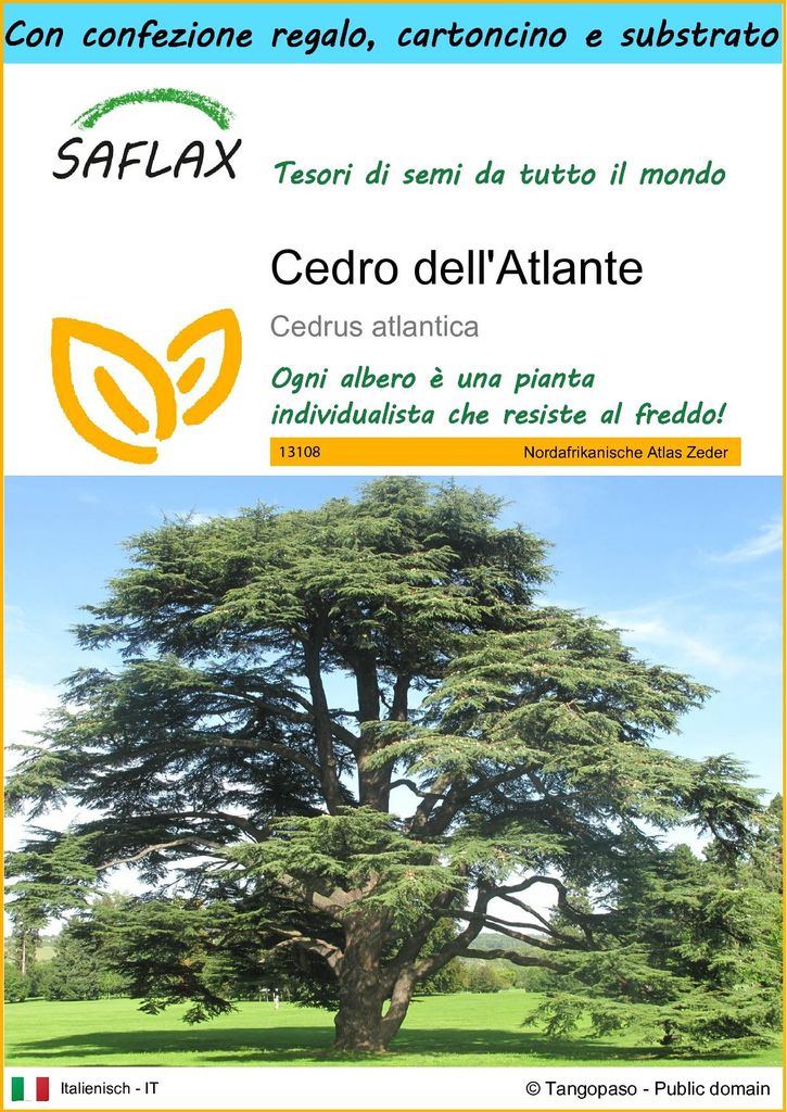 SAFLAX Set regalo - Cedro dell'Atlante - 20 semi - Cedrus Immagine del prodotto 