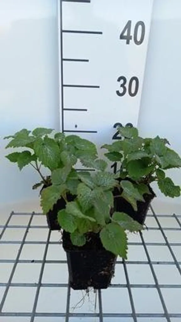 Lamium orvala Ortie morte lot de 6 plantes sans entretien pour ombre