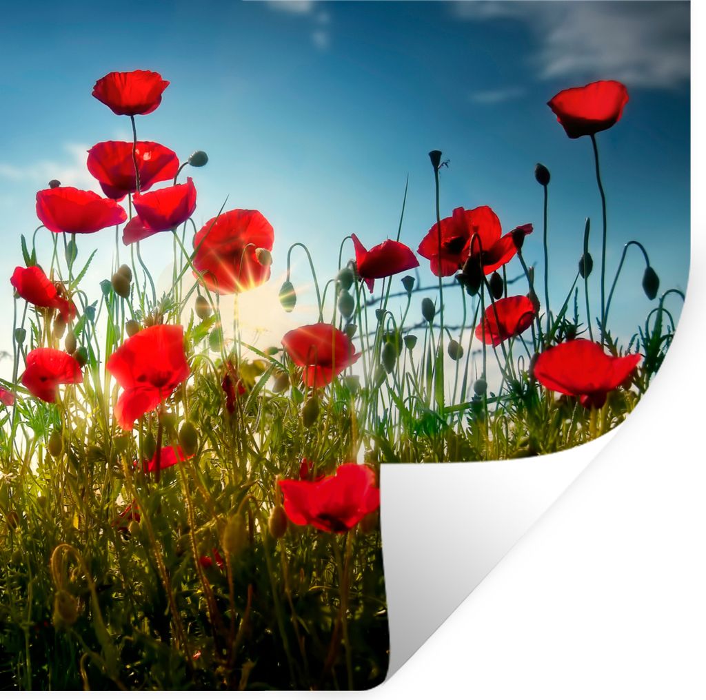 MuchoWow Wandtattoo Wandsticker Wandaufkleber Mohnblumen - Toskana - Sonne - Rot - Blau 50x50 cm Selbstklebend und Repositionierbar - Selbstklebe...