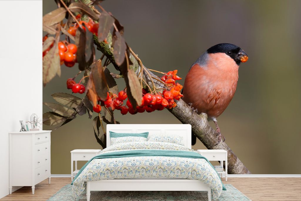 MuchoWow Fototapete für Wohnzimmer oder Schlafzimmer Wandtapete Vinyl Motivtapete Der Gimpel frisst einen Strauß Beeren - 420x280 cm - Zimmer f...