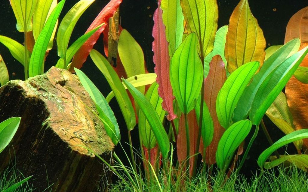 Aquarium Pflanze Echinodorus 'Red Diamond' AquaOne Nr.374D Produktbild 
