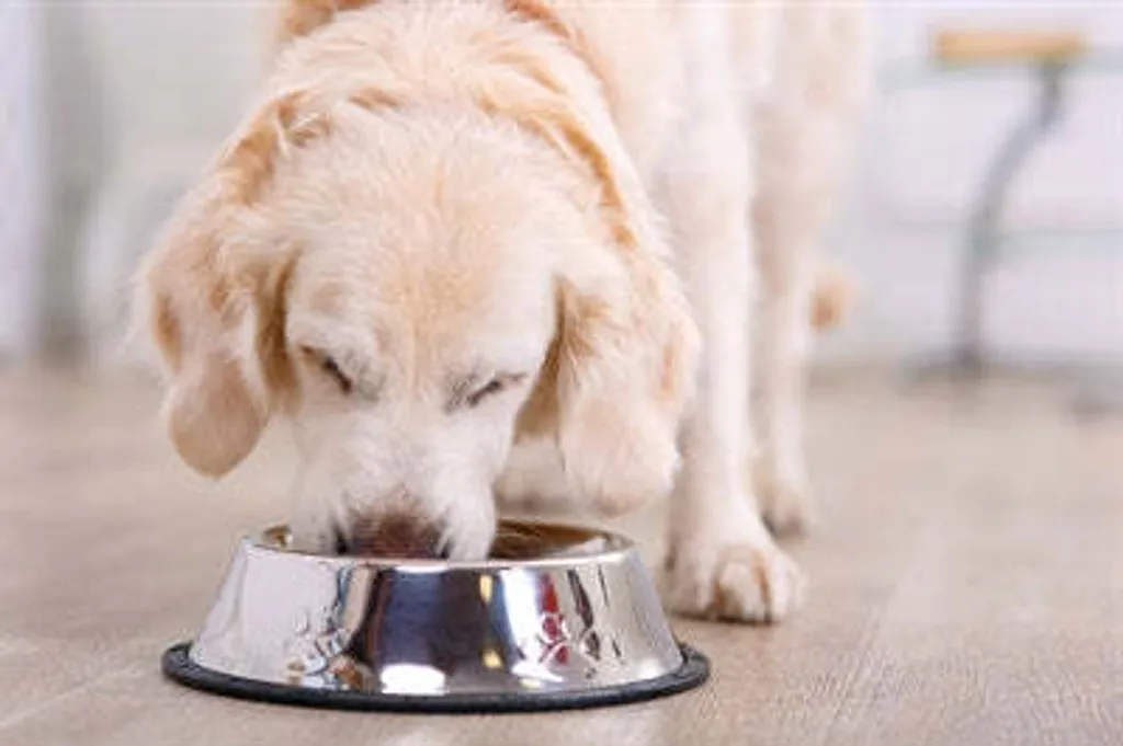 Fini les gamelles qui glissent avec le Bol Happy Pet Anti-dérapant