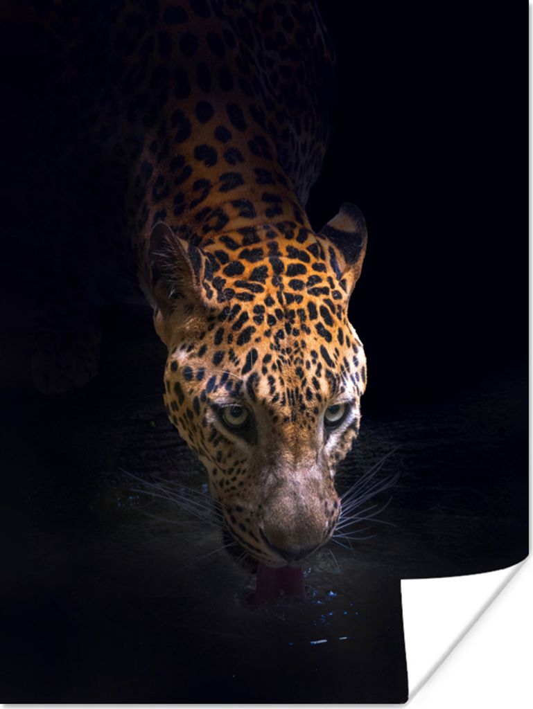 MuchoWow® Poster Trinkender Jaguar 120x160 cm - Wandbilder Produktbild 