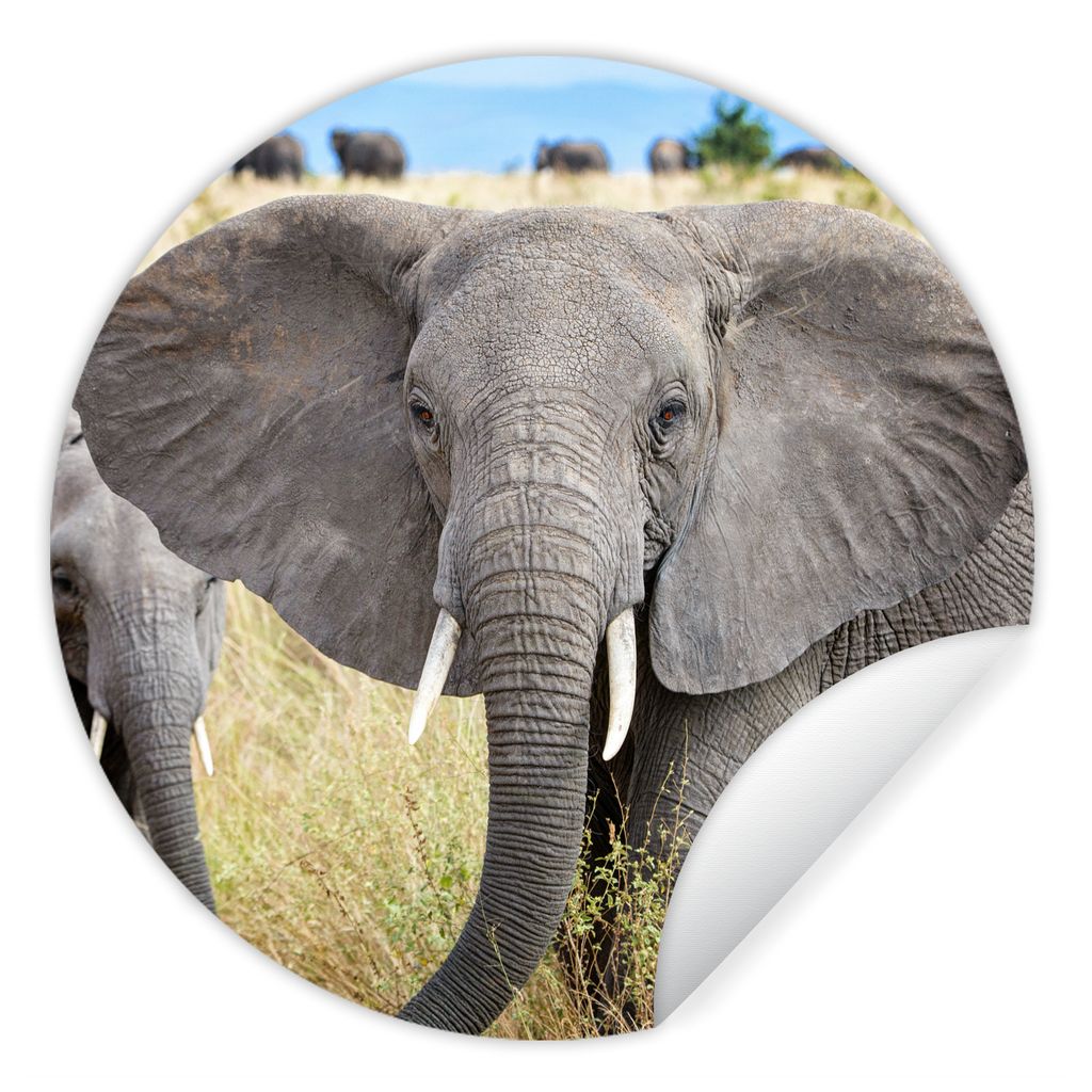 MuchoWow Runde Wandtattoo - Wandsticker Tapete Aufkleber Elefant - Tiere - Gras - Natur Ø 80 cm Selbstklebend und Repositionierbar - Wandaufkleb...
