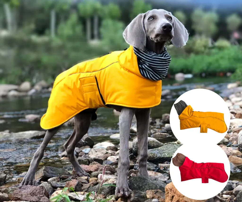 Tuta Impermeabile Cane Taglia S Gialla con Pile e Riflettenti | Shop Online