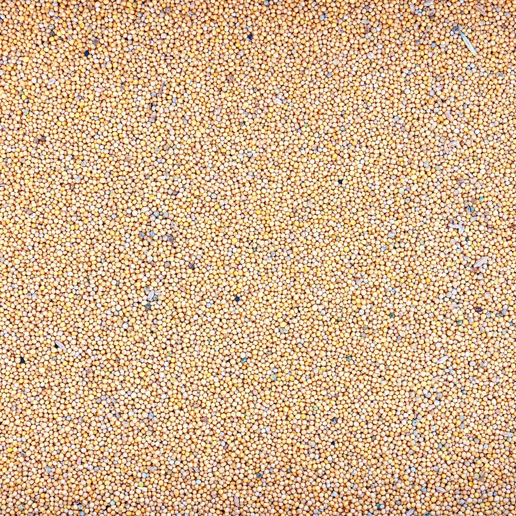 Gelbsenf Gründünger ganze Körner ganz Bienenfreundlicher Produktbild 
