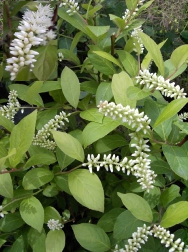 Itea virginica - Virginische Rosmarinweide - duftend 40-60