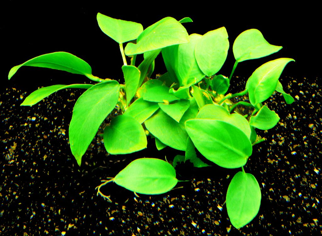 3 Töpfe Zwergspeerblatt (Anubias Nana)