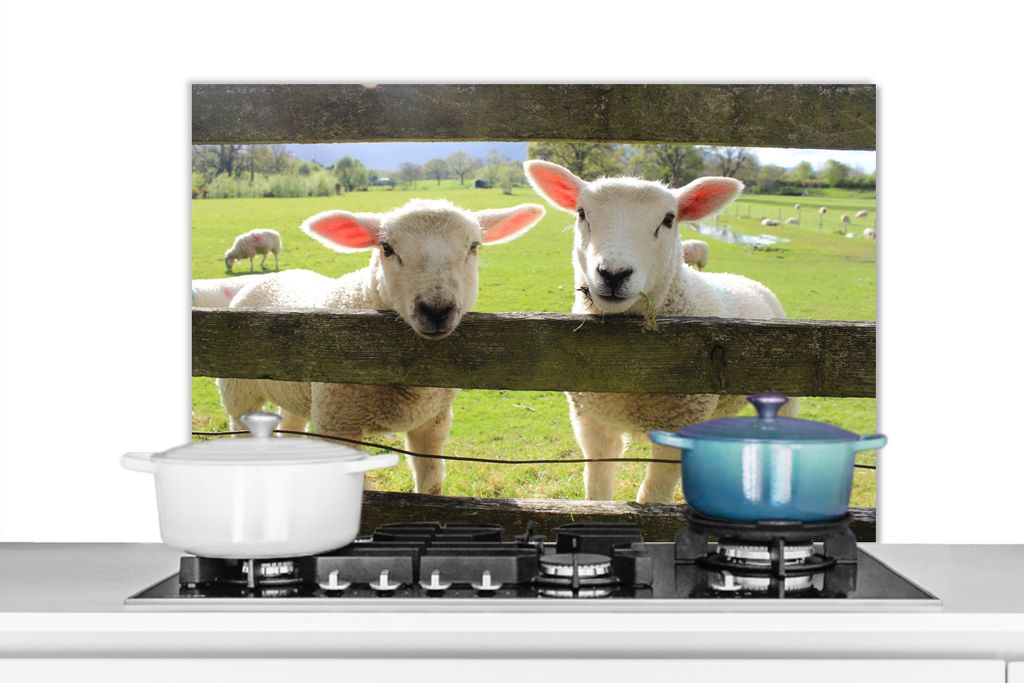 KitchenYeah Spritzschutz Küche - Küchenrückwand - Wandschutz für Herd und Spüle - Schaf - Holz - Lamm 80x55 - Alu-Dibond (Alternative zum S...