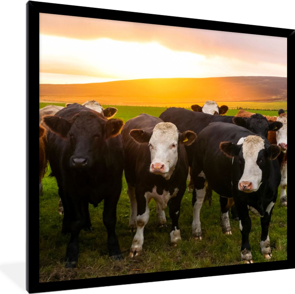 MuchoWow Gerahmtes Poster Kühe - Hügel - Sonnenuntergang - Gras - Grün 40x40 cm - Poster mit Schwarzem Bilderrahmen Wandposter Rahmen Foto Bil...