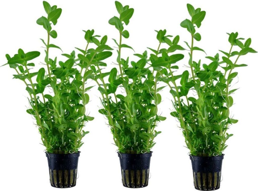Aquarium Pflanze 3 Stück Bacopa caroliniana AquaOne Nr.343 Produktbild 