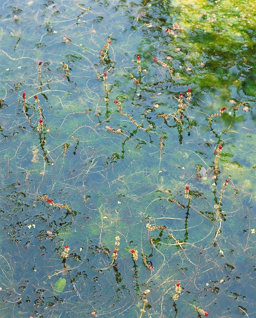 Myriophyllum spicatum, Tausendblatt, ca. 9x9 cm Topf Produktbild 