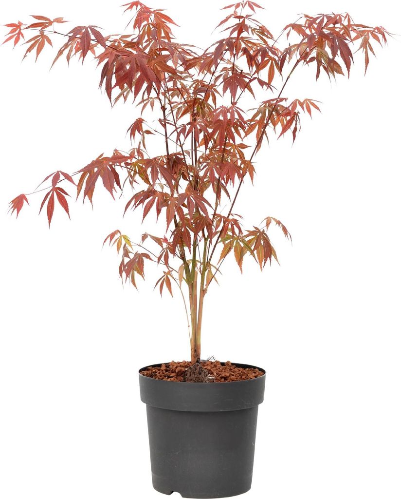 Japanischer Ahorn - Acer palmatum 'Atropurpureum' - Höhe 60-70cm - 19cm
