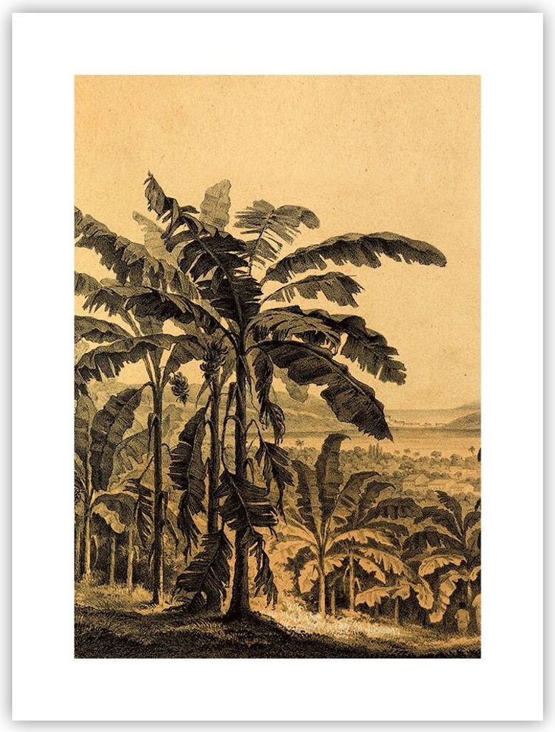 Poster - Poster ohne Rahmen - Palmen Wald Regnerisch - Produktbild 