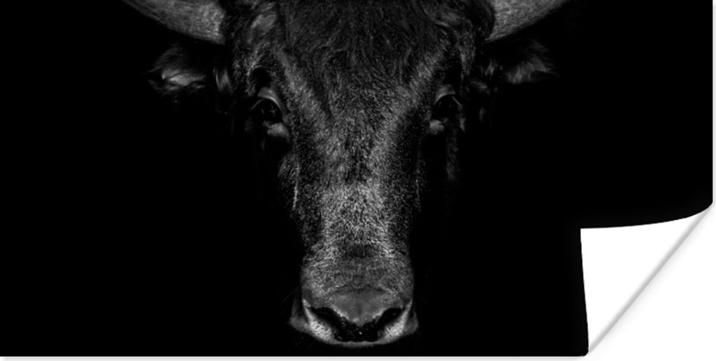 MuchoWow Poster Taurus - Tiere - Schwarz - Weiß 160x80 cm - Foto Poster