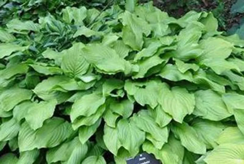 Lot de 6 Hosta hybride Honeybells en pot de 9cm pour jardin ombragé