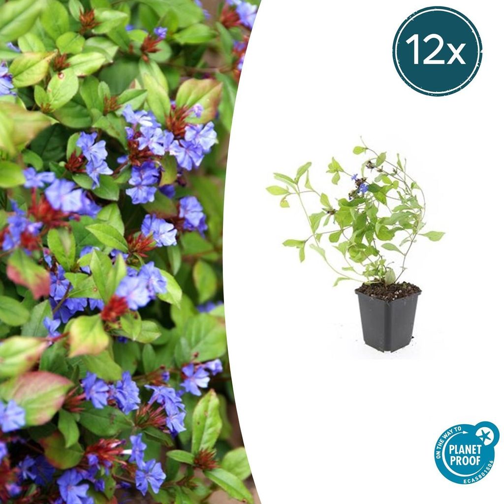 Bodendecker - Chinesischer Bleiwurz - Ceratostigma Produktbild 