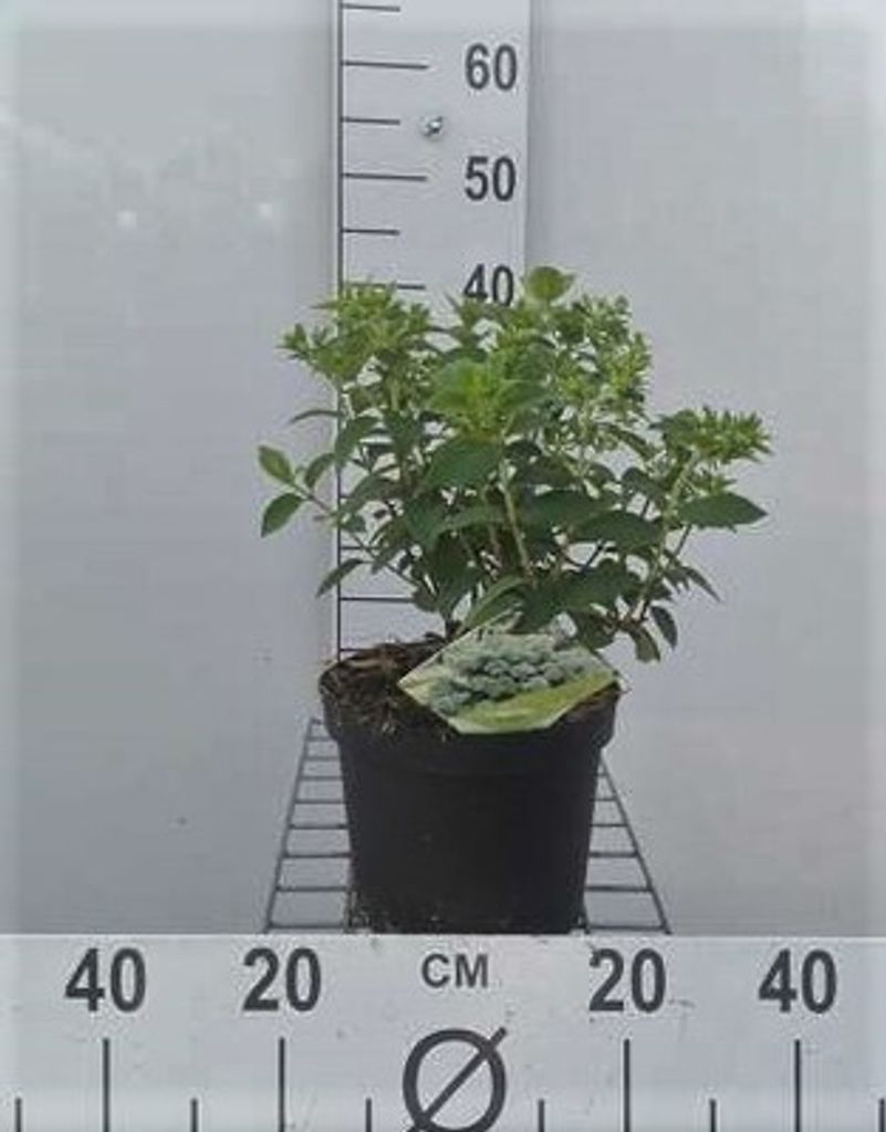 Hydrangea pan. 'Bobo' - Rispenhortensie Bobo 30- 40 cm Container