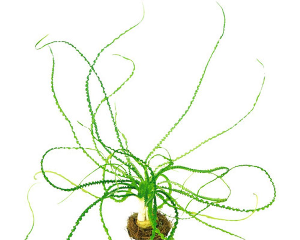 Dauerwellen-Hakenlilie schmalblättrig - Crinum calamistratum