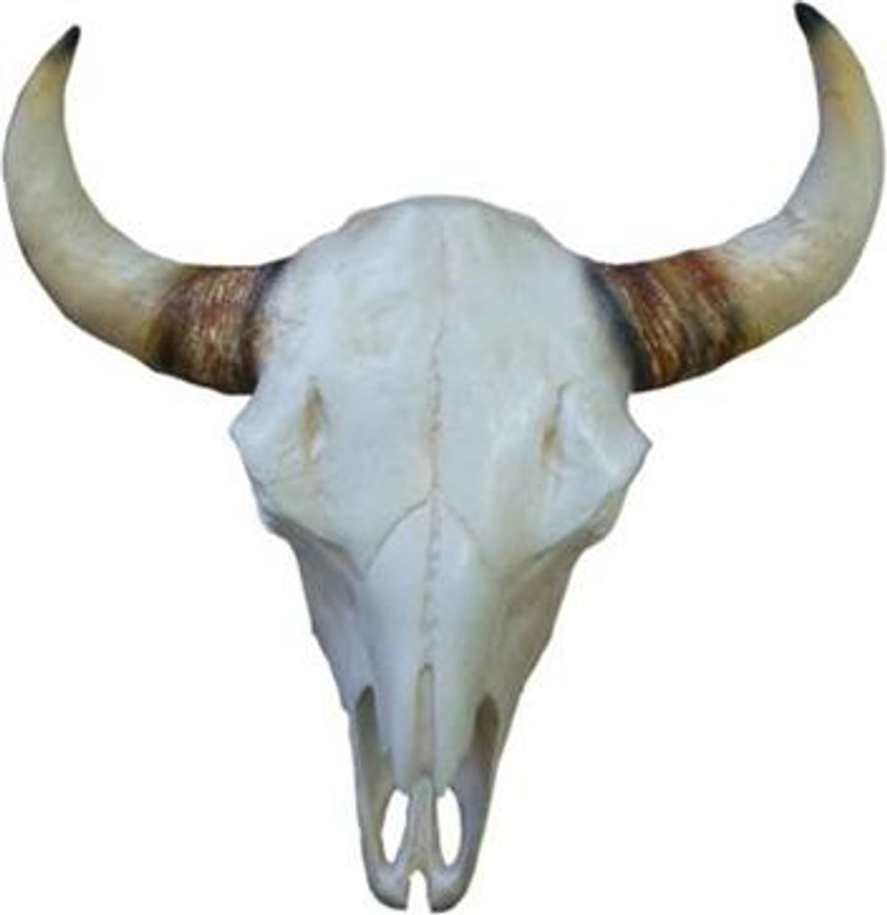Bullenschädel Stierkopf Wand Skulpturen Höhe 64 cm Deko Figur Skelett Schädel