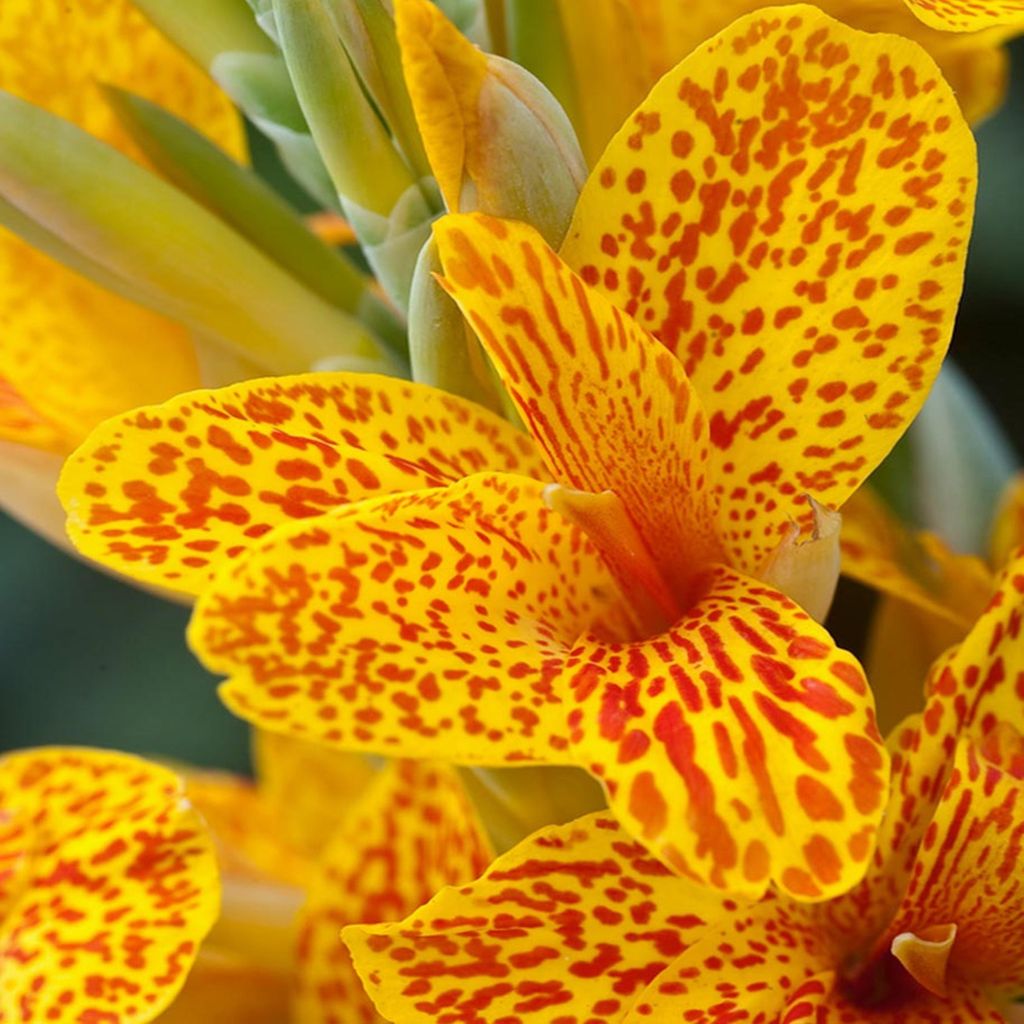 Canna Kanna Blüten Knolle Töpfe Garten Canna Blumenrohr Confetti 1 St.