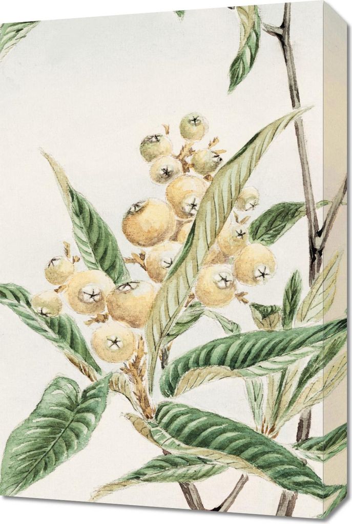 Bild 40x60cm Biwa Loquat, Japanischer Morikaga Vintage für das Wohnzimmer