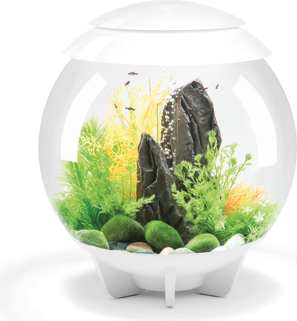 Aquarium décoratif 30l blanc - Oase - HALO 30 MCR WHITE - Image du produit 