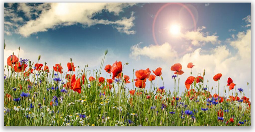 Glasbilder 140x70 Wandbild Druck auf Glas Wiese Blumen Natur