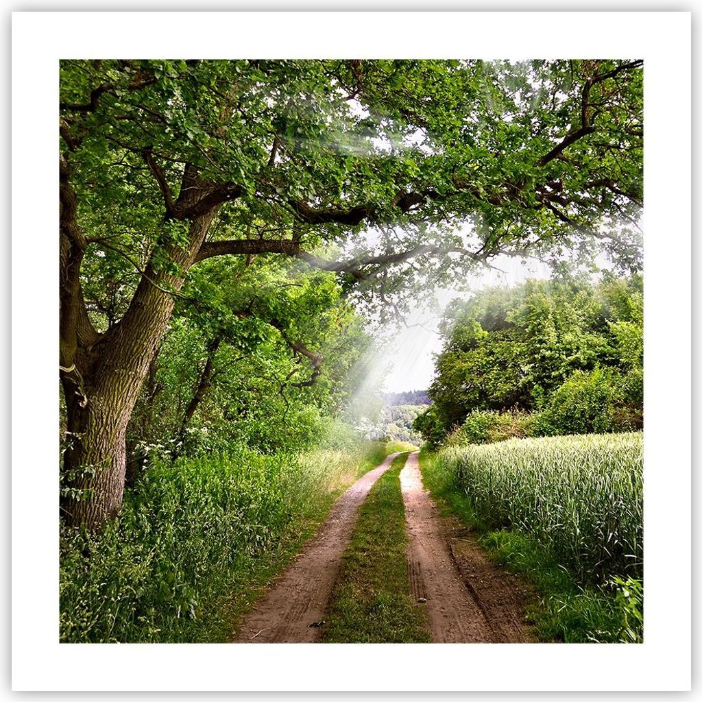Poster - Poster ohne Rahmen - Pfad Natur Wald Grün - 50x50 cm - Wand Bild - Wanddeko - Wandbilder - Kunstposter - Wandposter - Bilder - Kunstdruck...