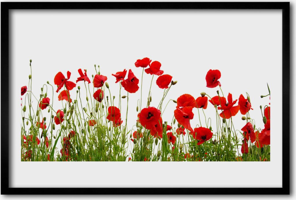 Bild 60x40 MDF-Rahmen Wandkunst Poppies Blumen Natur Pflanze
