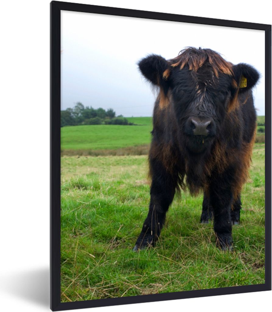MuchoWow Gerahmtes Poster Schottische Highlander - Kühe - Natur - Grün - Gras 60x80 cm - Poster mit Schwarzem Bilderrahmen Wandposter Rahmen Fo...