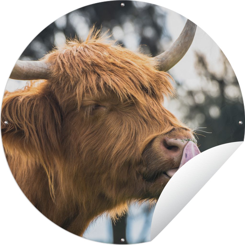 MuchoWow Gartenposter Outdoor-Poster Rund Schottischer Highlander - Nase - Baum Ø 120 cm Gartendeko Rundes Poster draußen