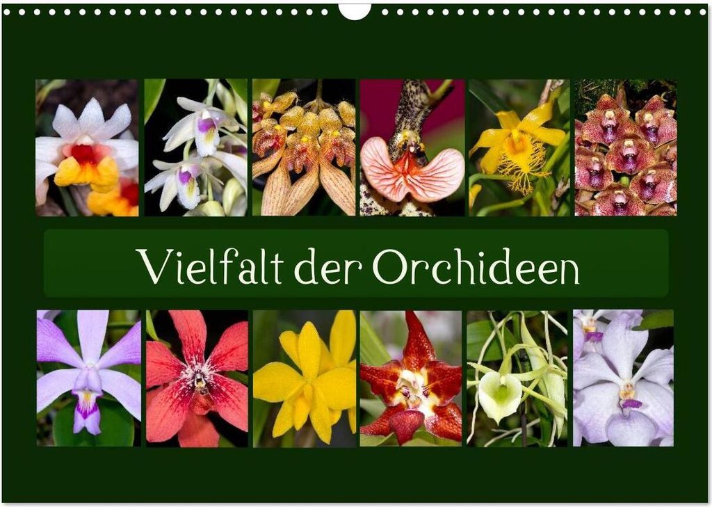 Vielfalt der Orchideen (Wandkalender 2026 DIN A3 quer), CALVENDO Monatskalender