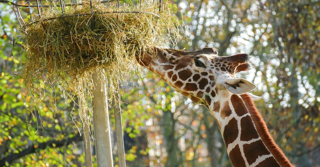 mydays Städtetrip Frankfurt mit Zoobesuch für 2 (1 Nacht); Erlebnis verschenken oder selbst erleben; Gutschein für 2 Person(en)