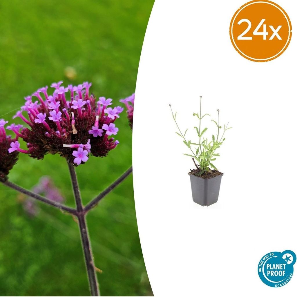 Verbena bonariensis 'Lollipop' – 24 Pflanzen – 10-25cm – Ø9cm – Kompakte Gartenverbene mit leuchtend lilafarbenen Blüten – Bienen- &...
