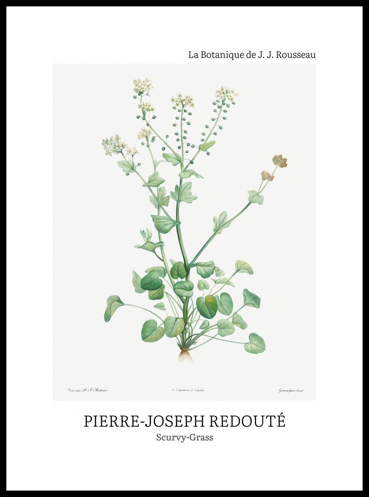 Plakat 50x70cm Design Scurvy-Grass, Redoute Vintage für das Wohnzimmer