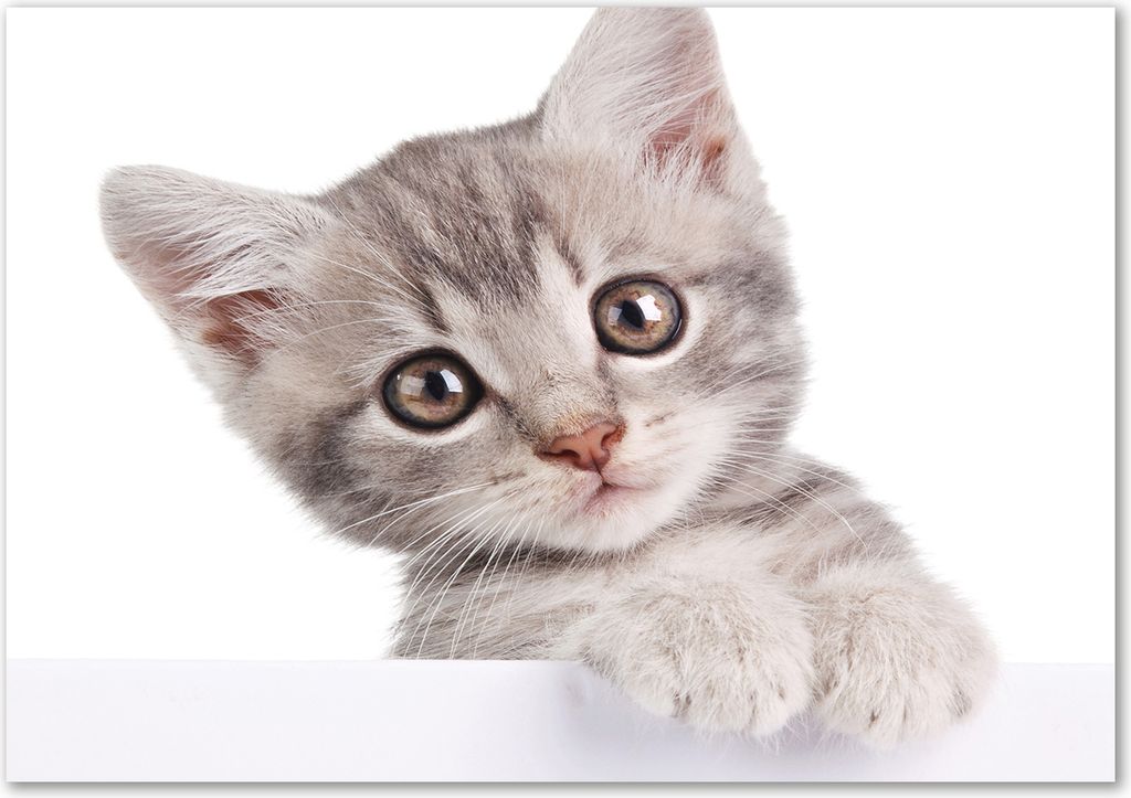 Tulup Leinwandbild - 100x70 cm - Wandkunst - Drucke auf Leinwand - Leinwanddruck - Tiere - Grau - Graue Katze